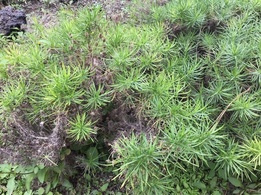 Plantago famarae — search result for 'Plantago'