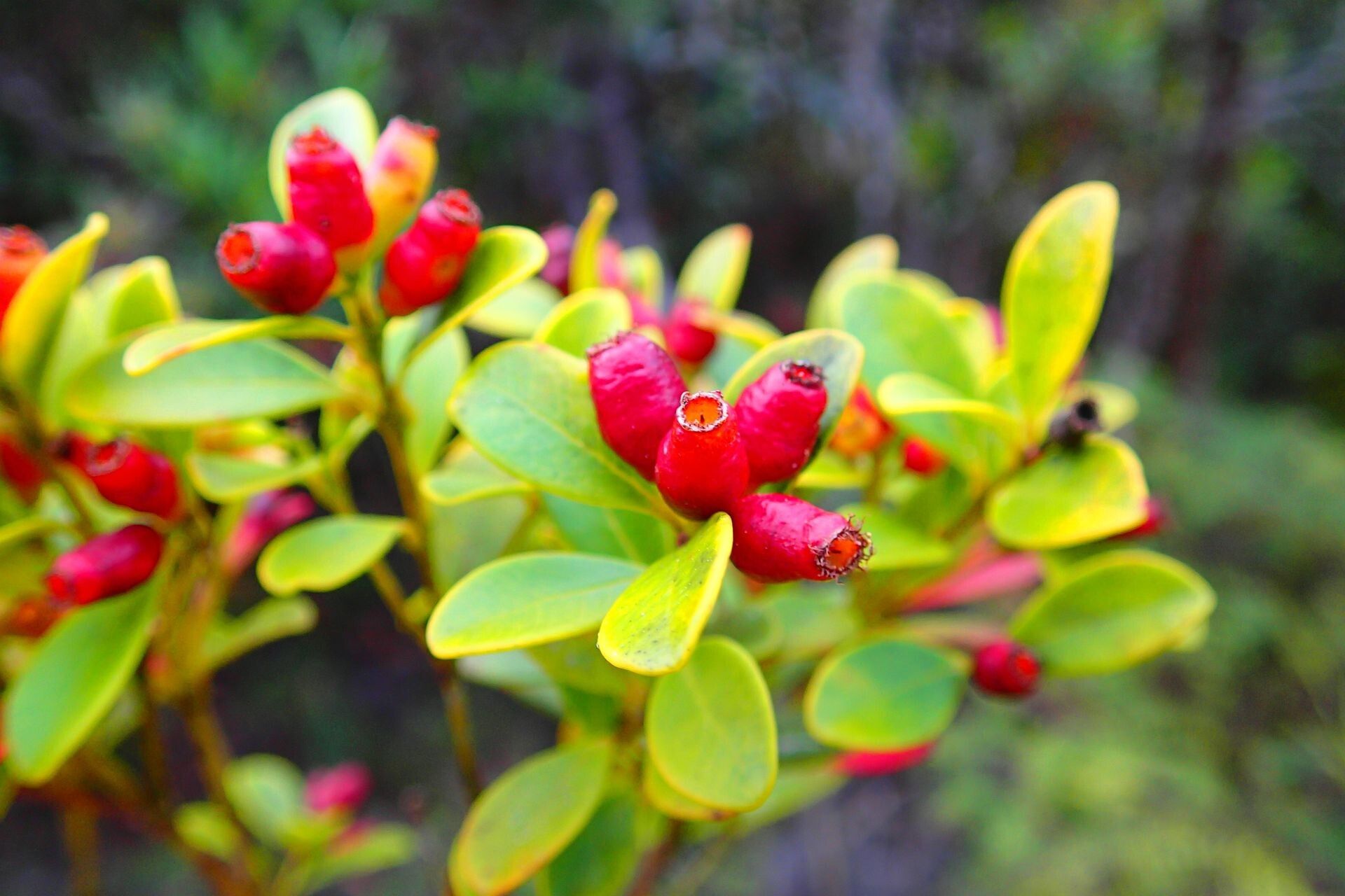Syzygium boulindaense fruit