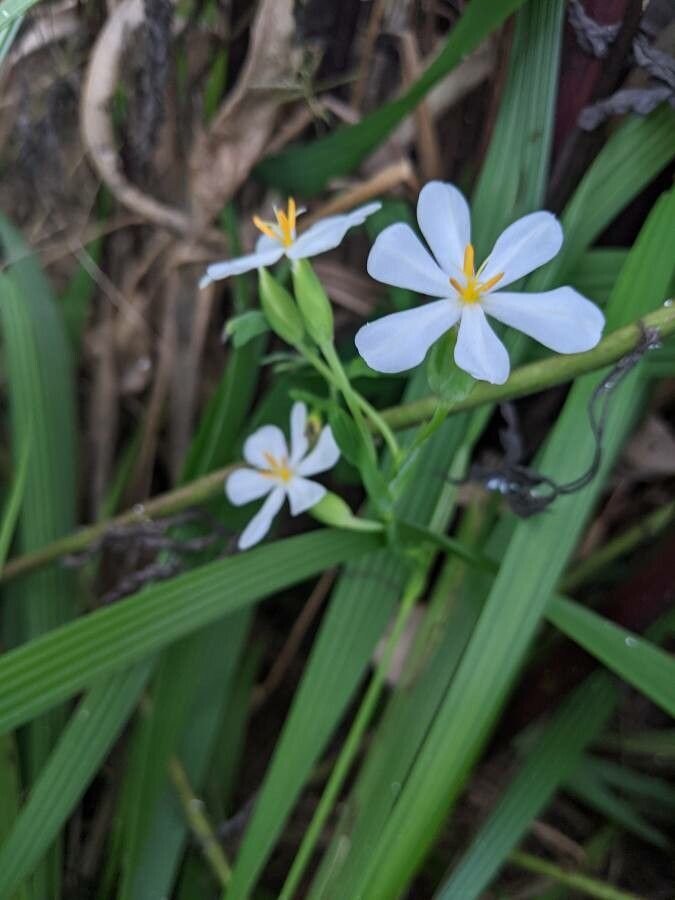 Eleutherine bulbosa flower