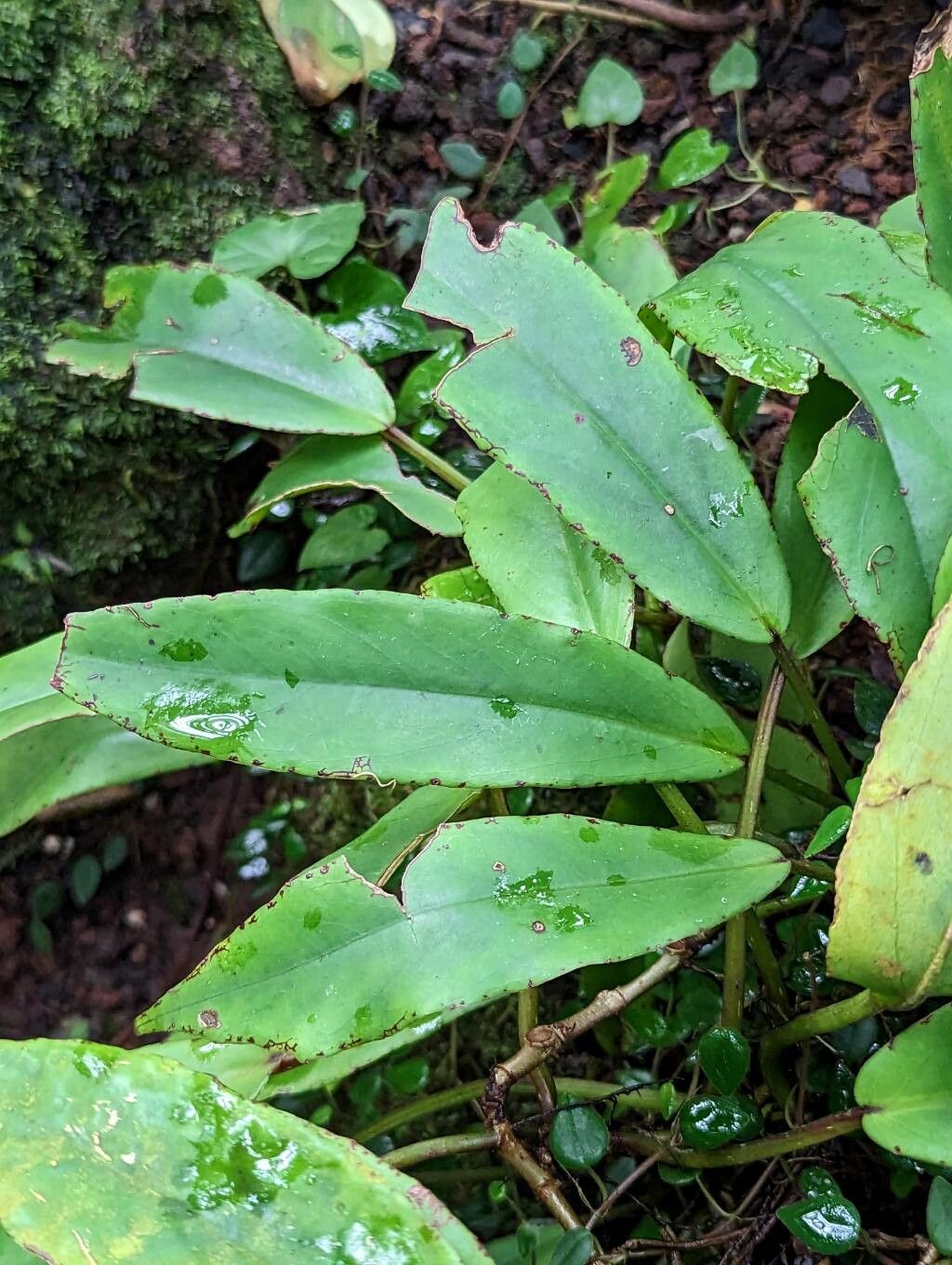 Begonia longipetiolata — houseplant care guide