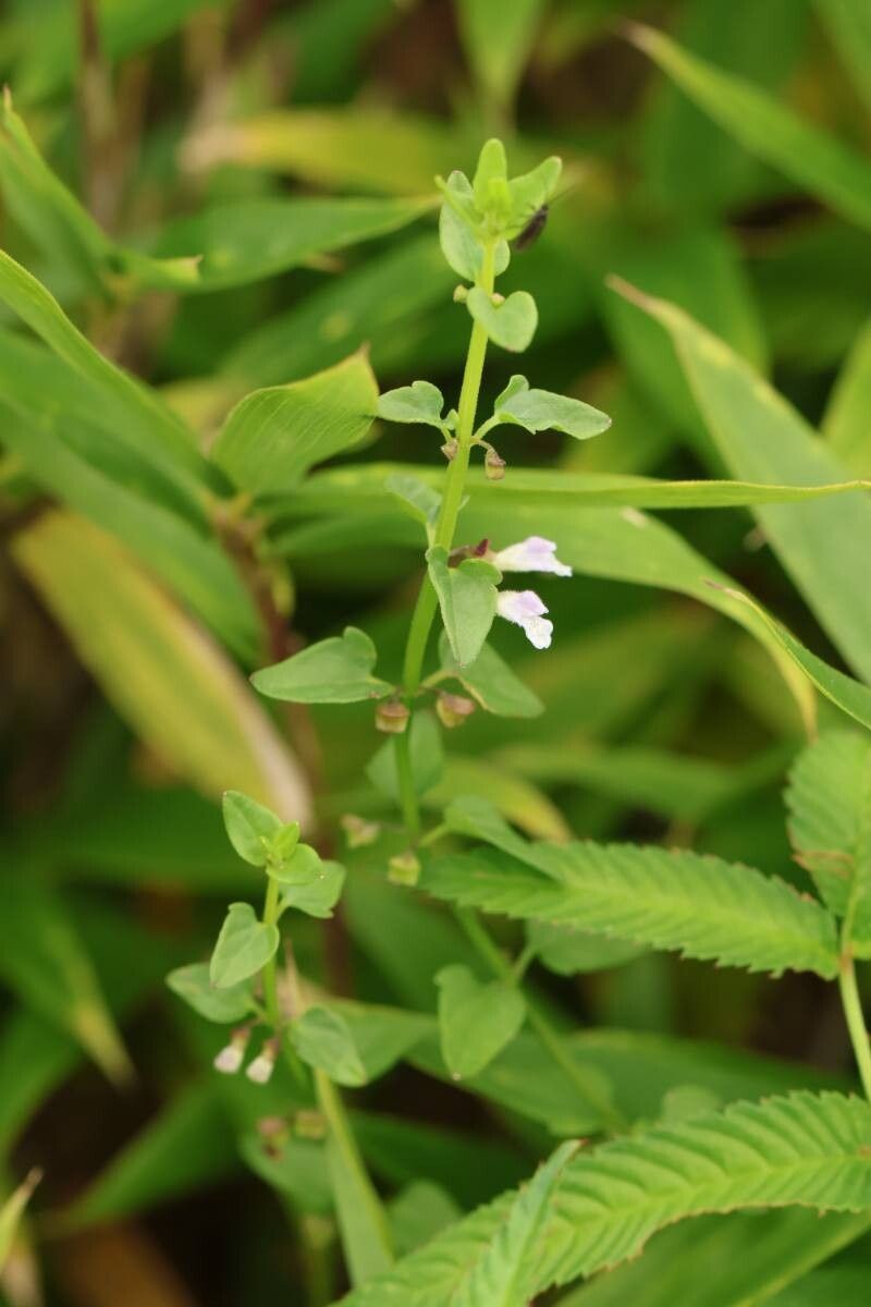 Scutellaria dependens flower