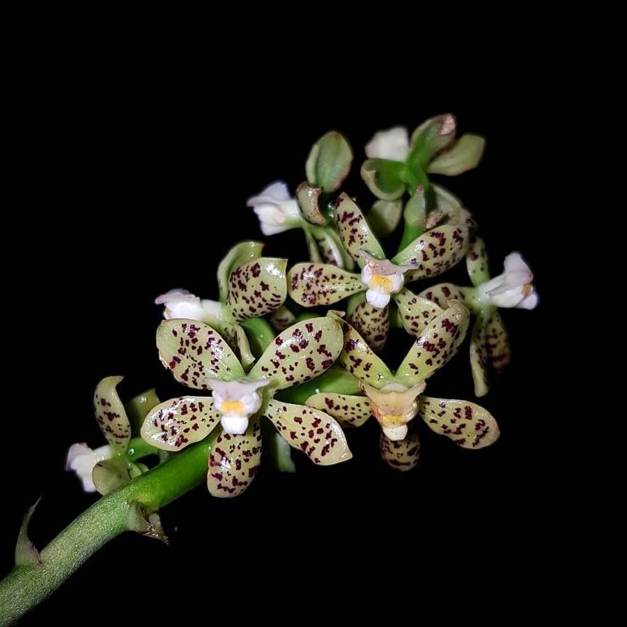 Prosthechea vespa flower