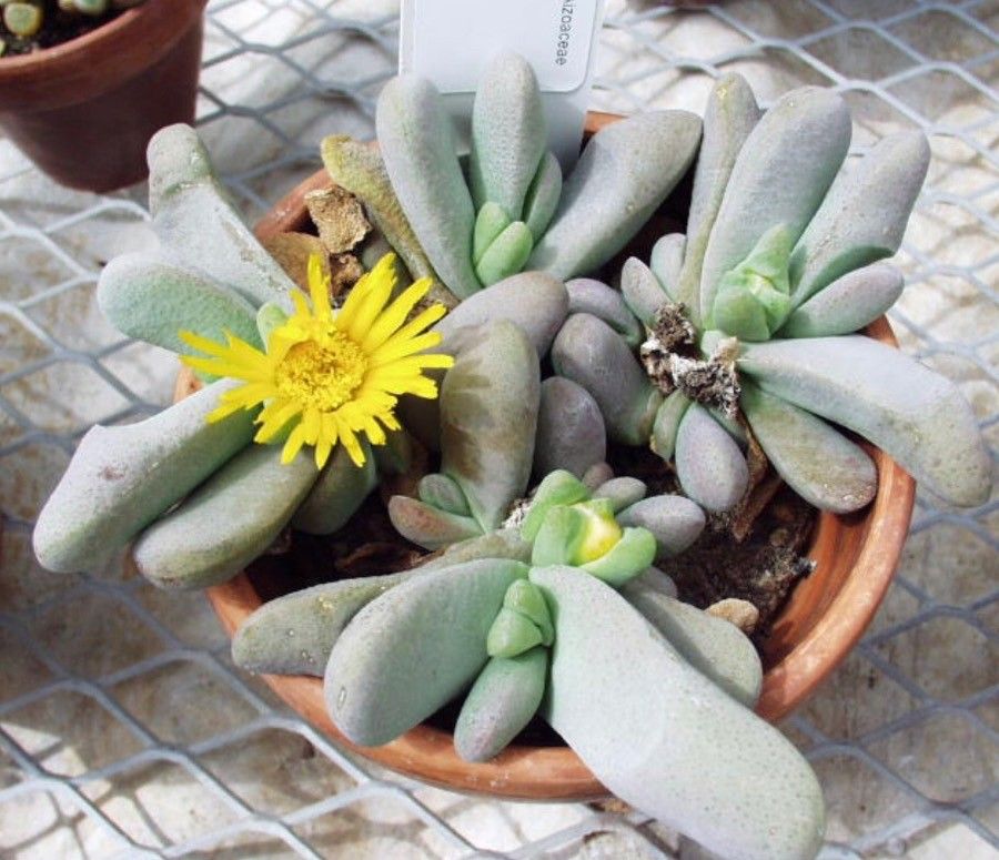 Lapidaria margaretae leaf