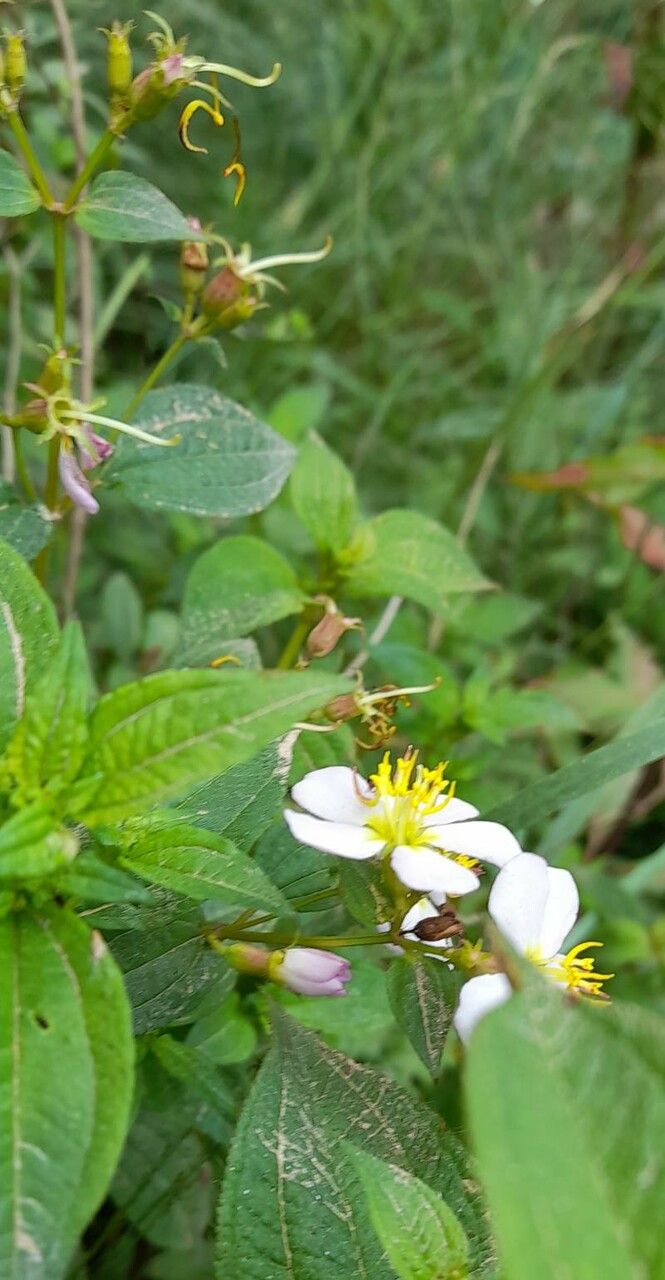 Tibouchina alpestris other
