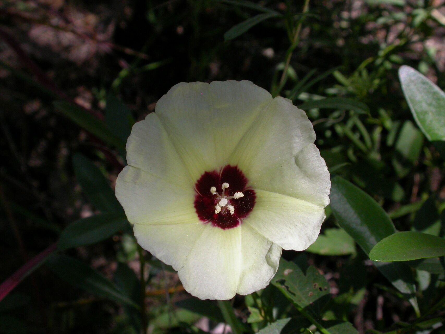 Merremia palmata flower