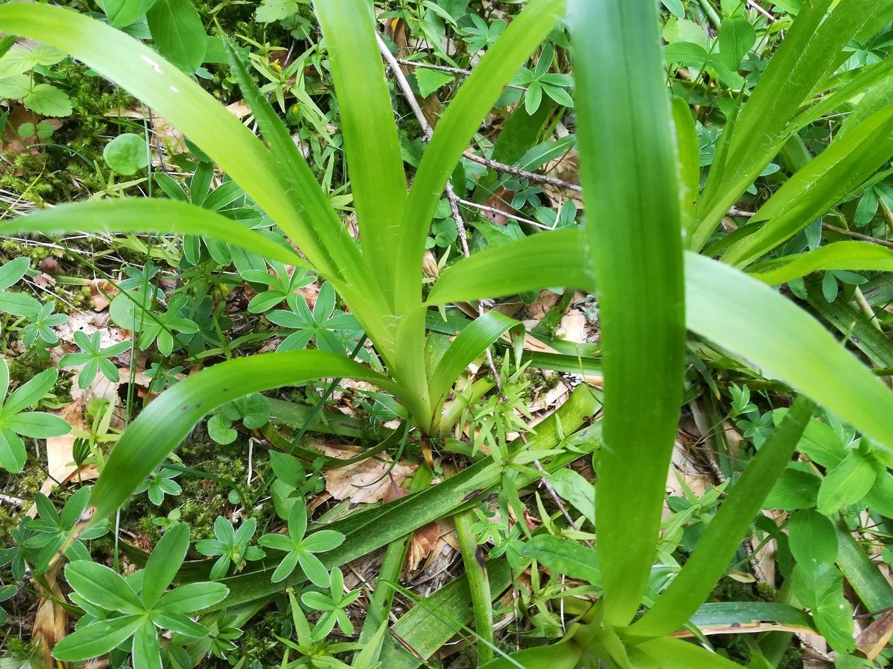 Luzula sylvatica — search result for 'Juncaceae'