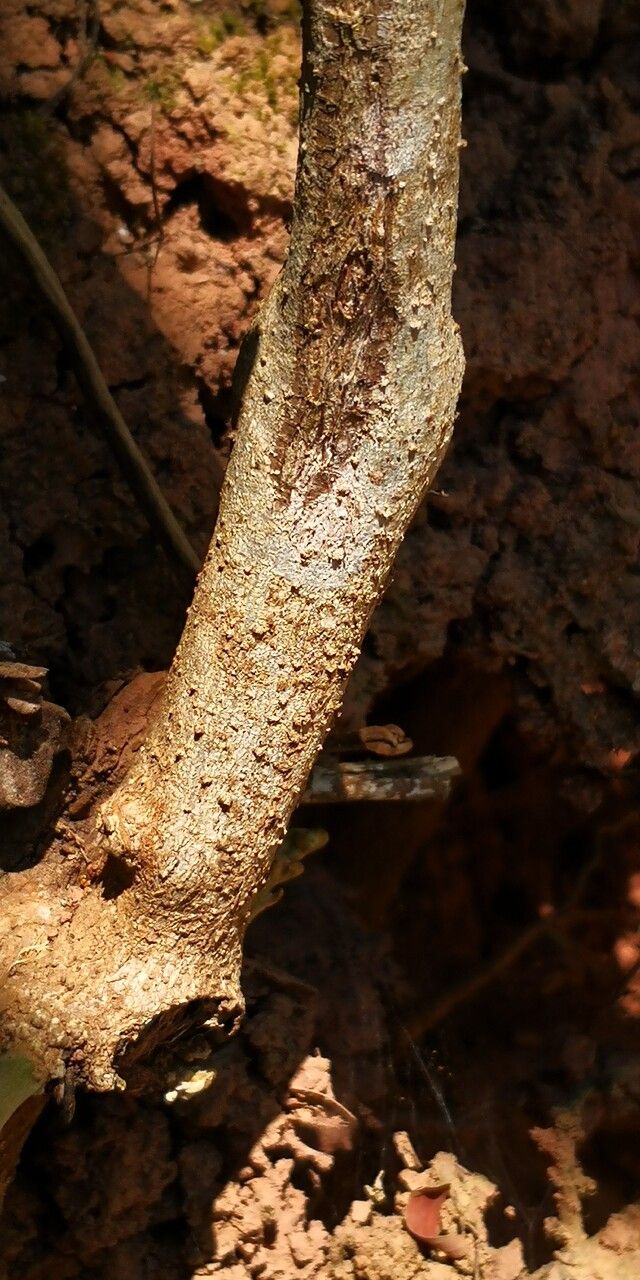 Argyreia nervosa bark