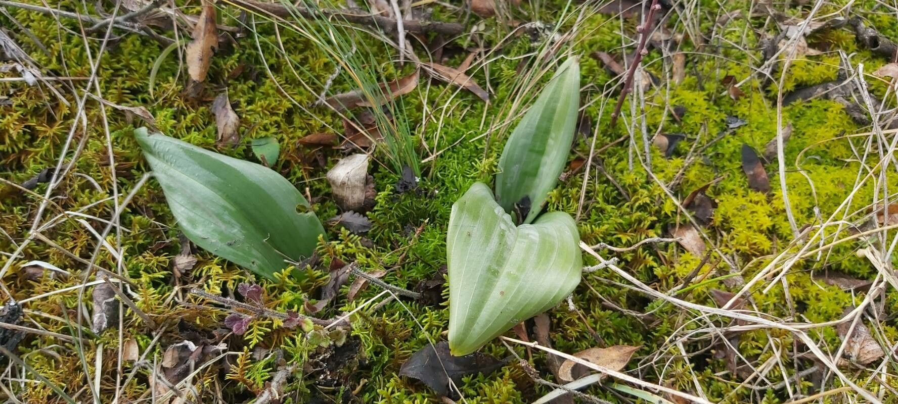 Himantoglossum calcaratum — related species from the same genus