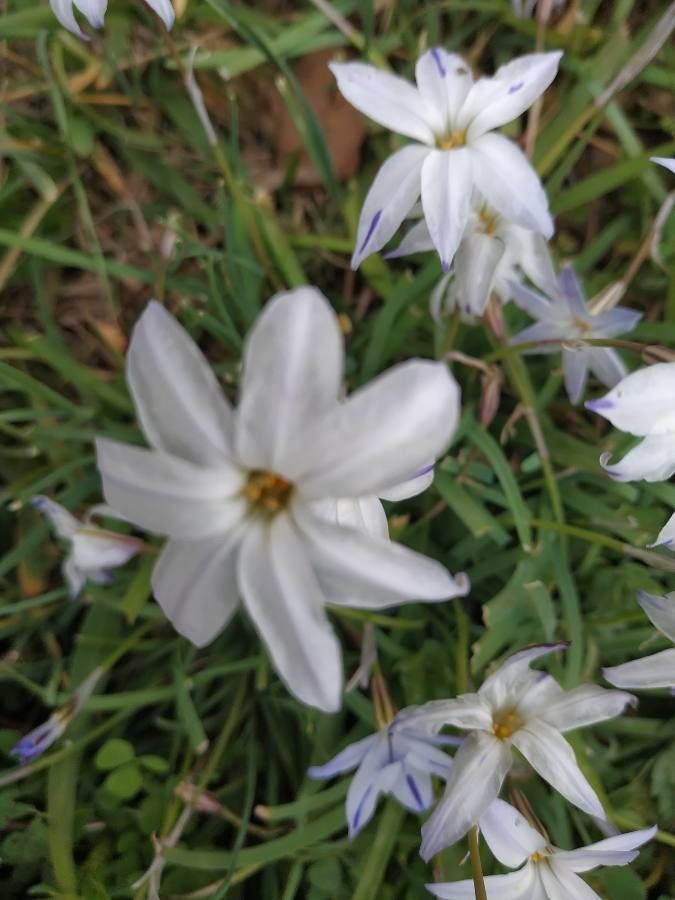 Tristagma uniflorum fruit