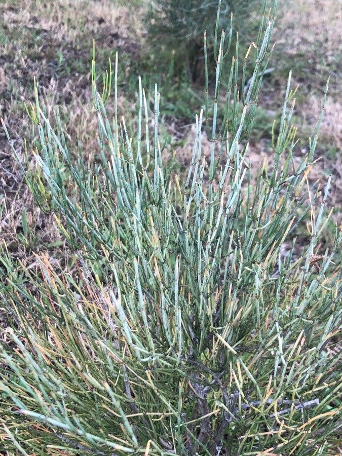 Ephedra equisetina — search result for 'Ephedra'