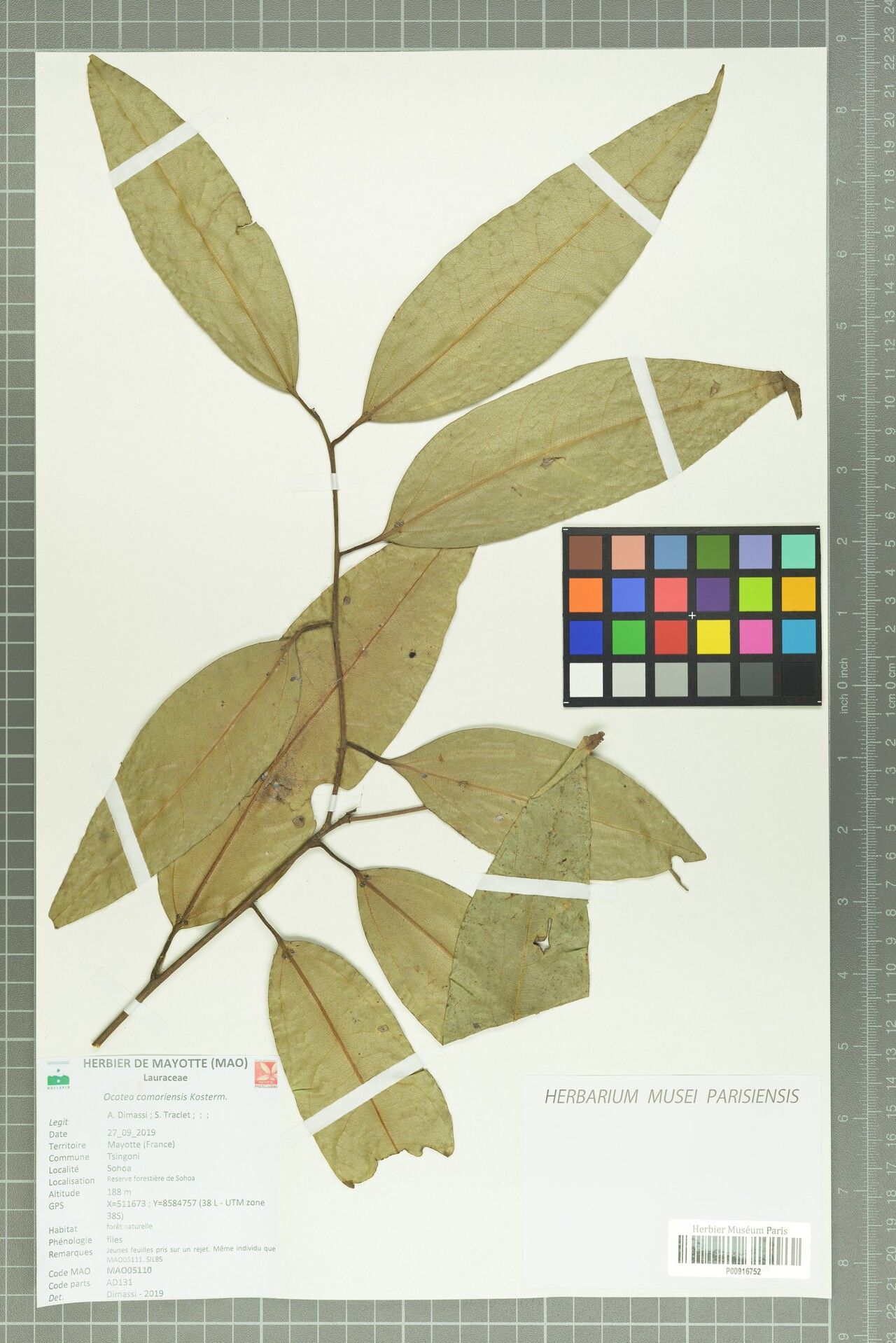 Ocotea comoriensis — houseplant care guide