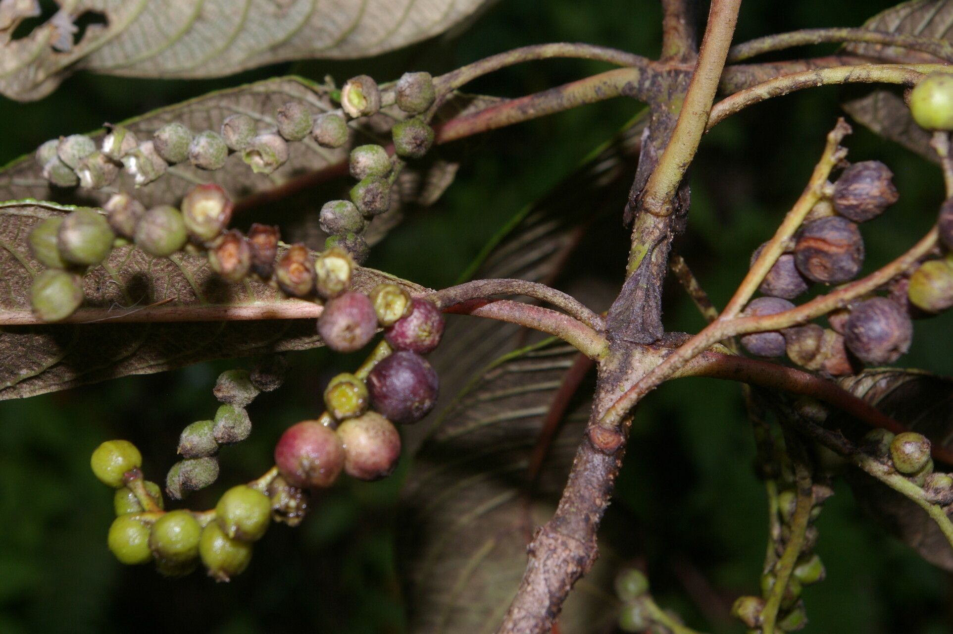 Guettarda tournefortiopsis fruit