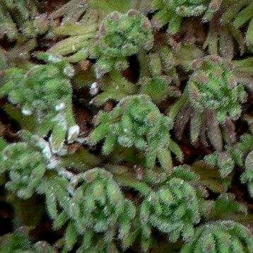 Saxifraga magellanica — search result for 'Saxifraga'