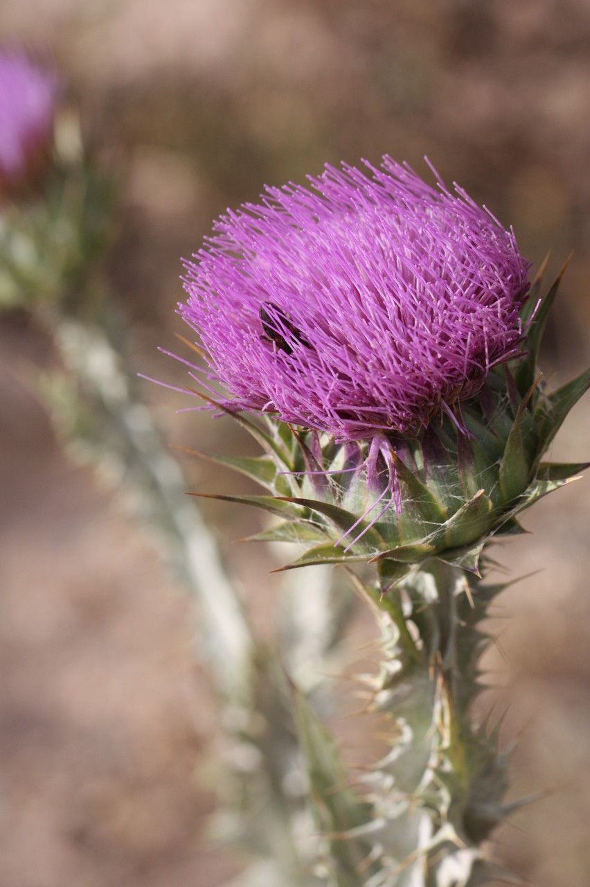 Onopordum platylepis flower