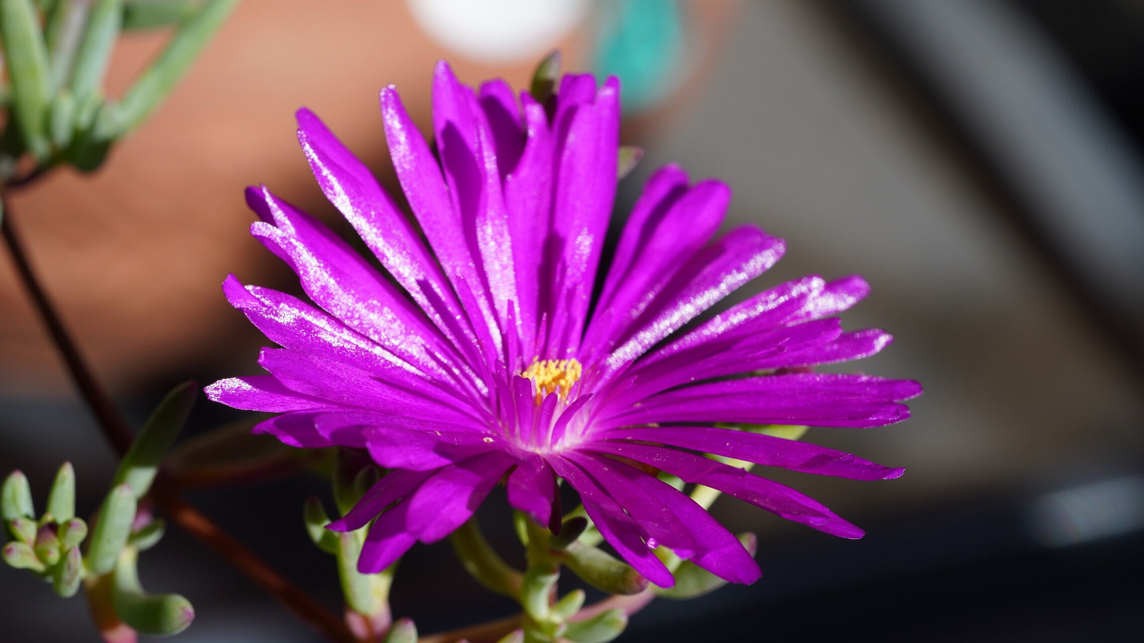 Delosperma lavisiae flower