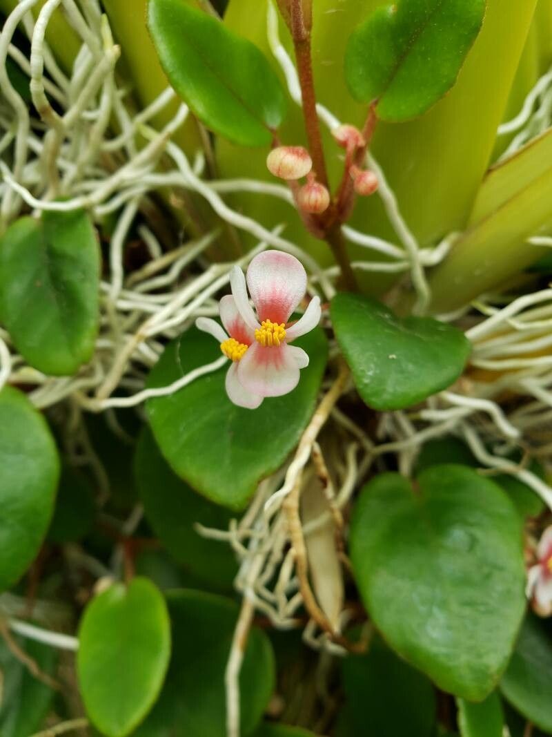 Begonia elaeagnifolia flower