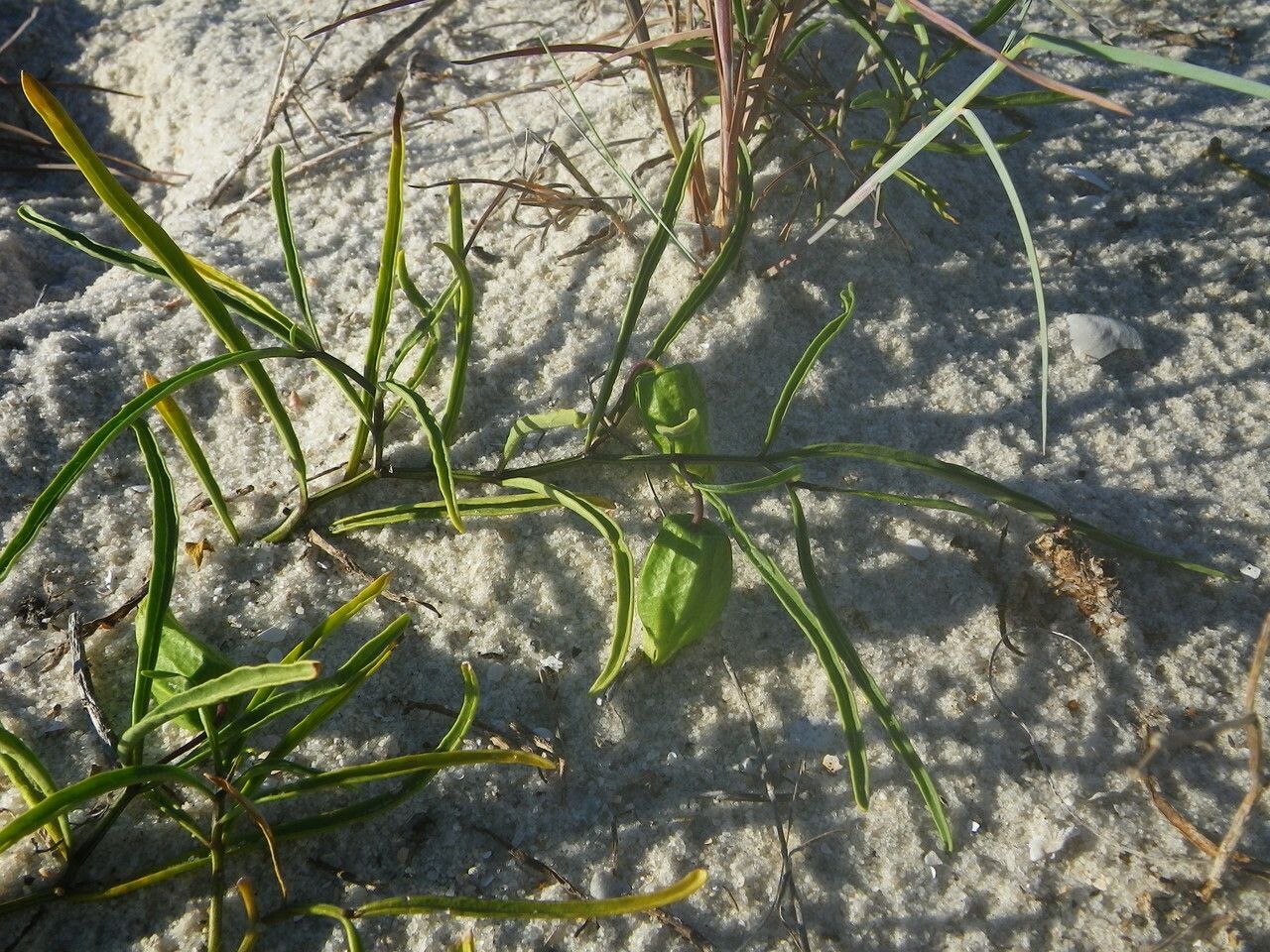 Physalis angustifolia habit