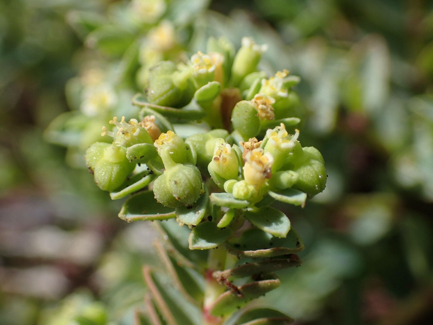 Euphorbia mesembryanthemifolia flower
