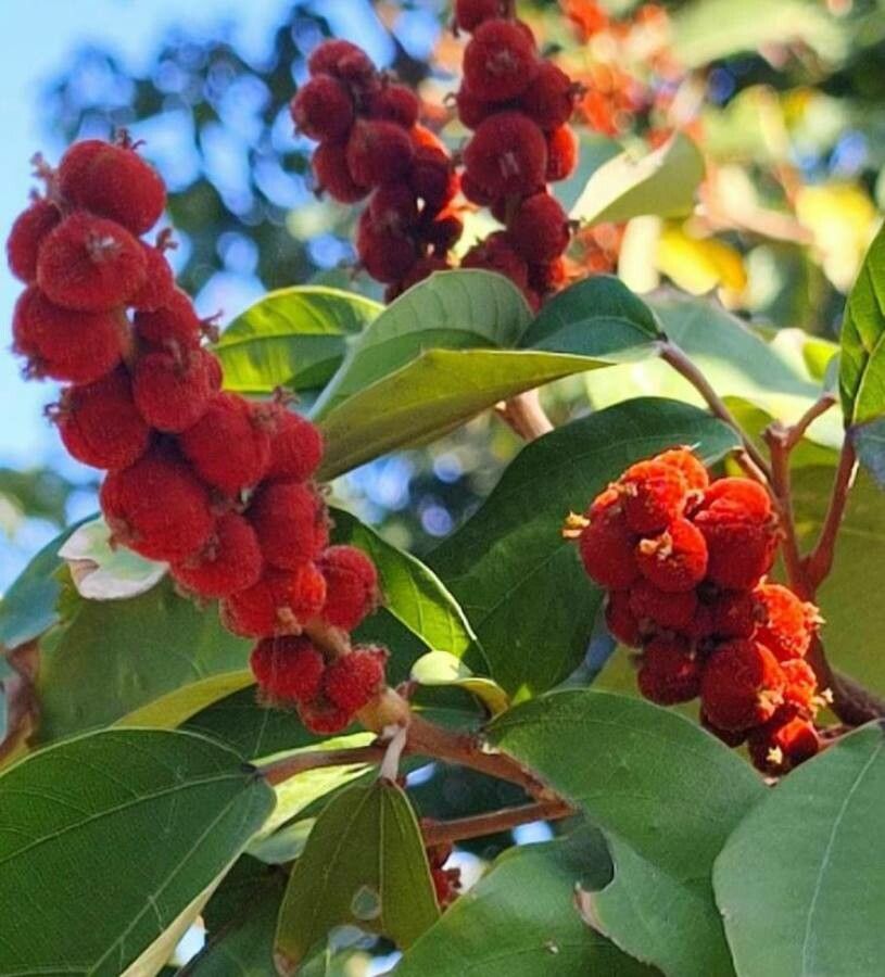 Mallotus philippensis flower