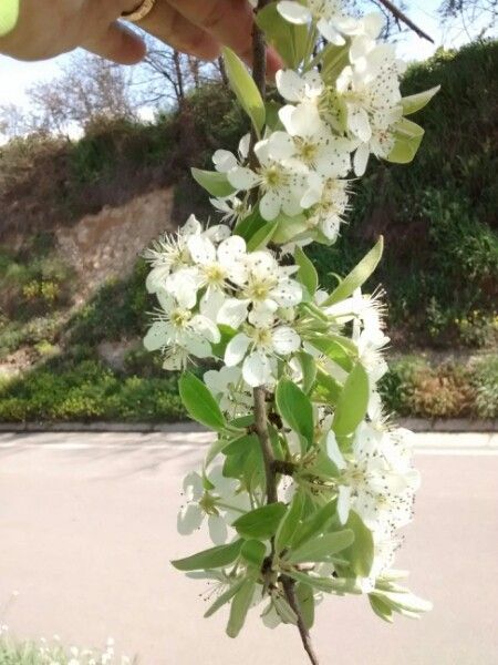 Pyrus spinosa flower