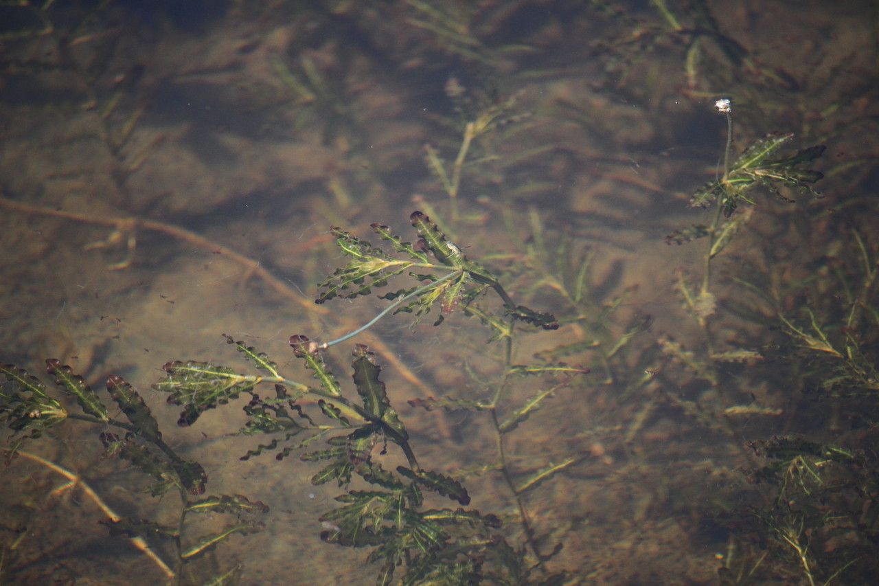 Potamogeton crispus habit
