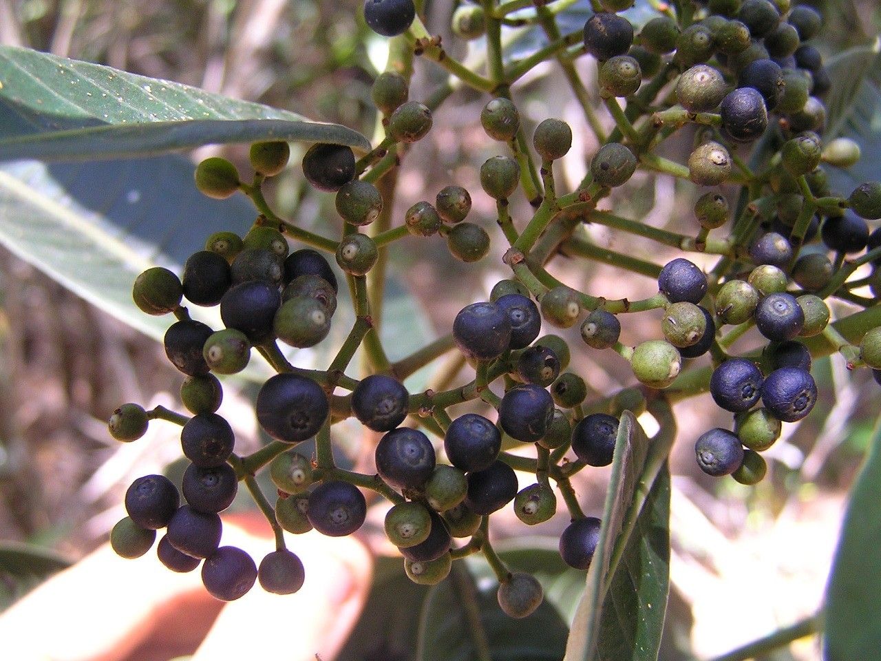 Psychotria oua-tilouensis fruit