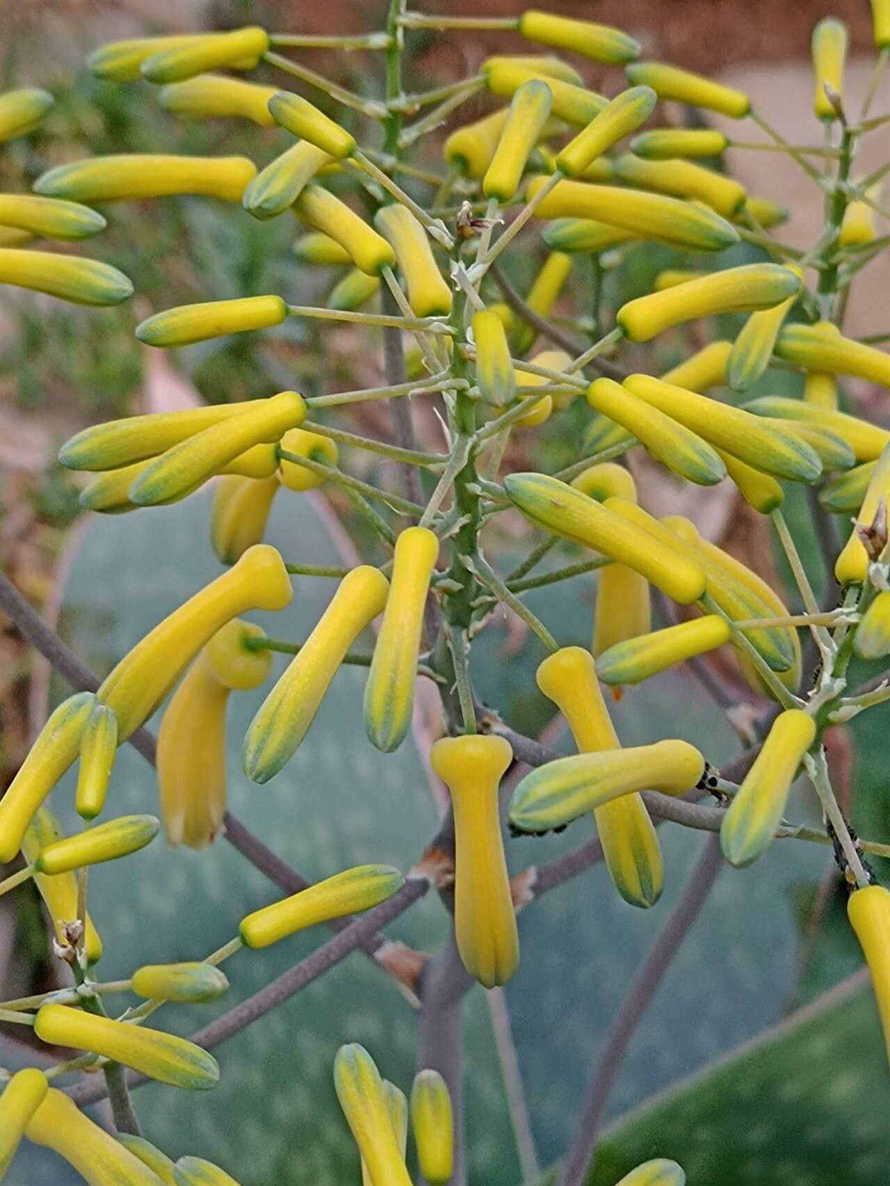 Aloe reynoldsii flower