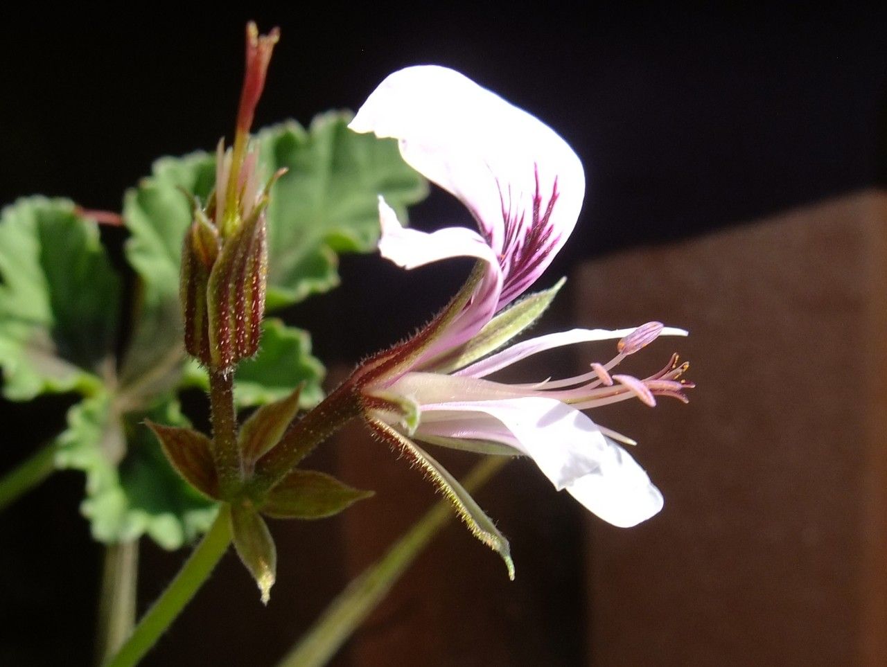 Pelargonium myrrhifolium flower