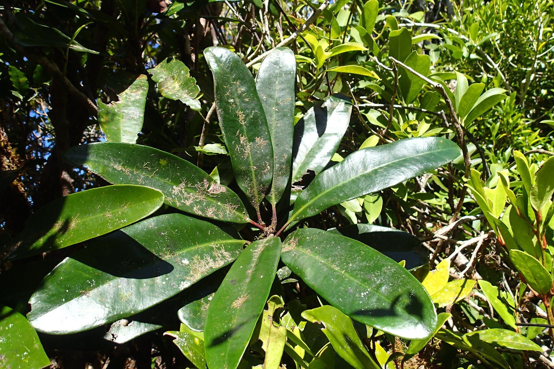 Syzygium neocaledonicum — houseplant care guide