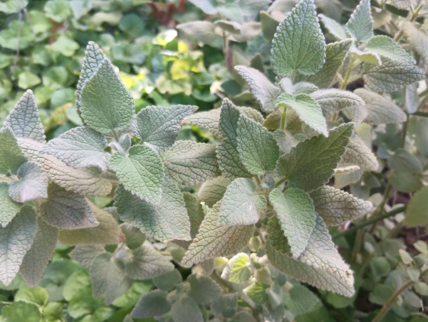 Pseudodictamnus hispanicus leaf