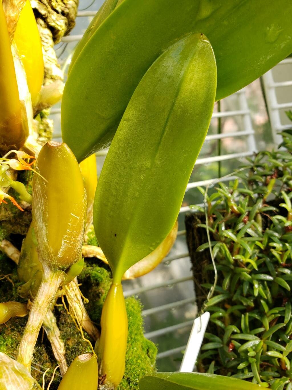Bulbophyllum angustifolium leaf