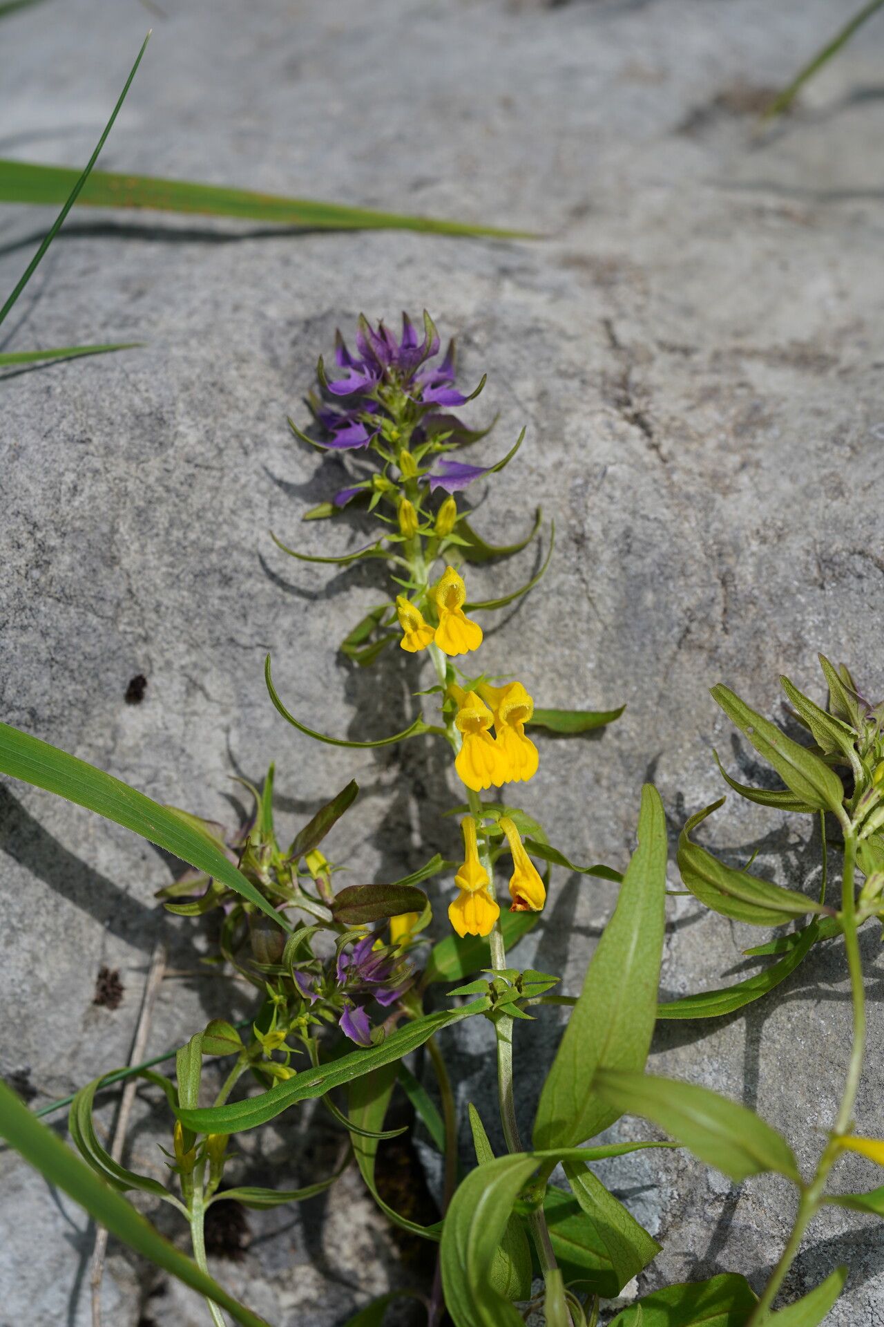 Melampyrum velebiticum habit