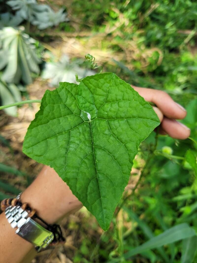 Cyclanthera carthagenensis leaf