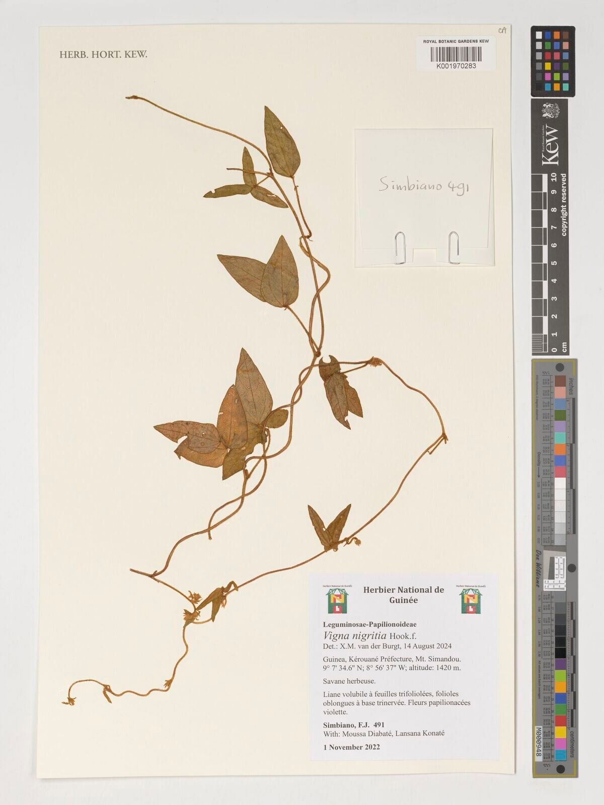 Vigna nigritia — search result for 'Vigna'