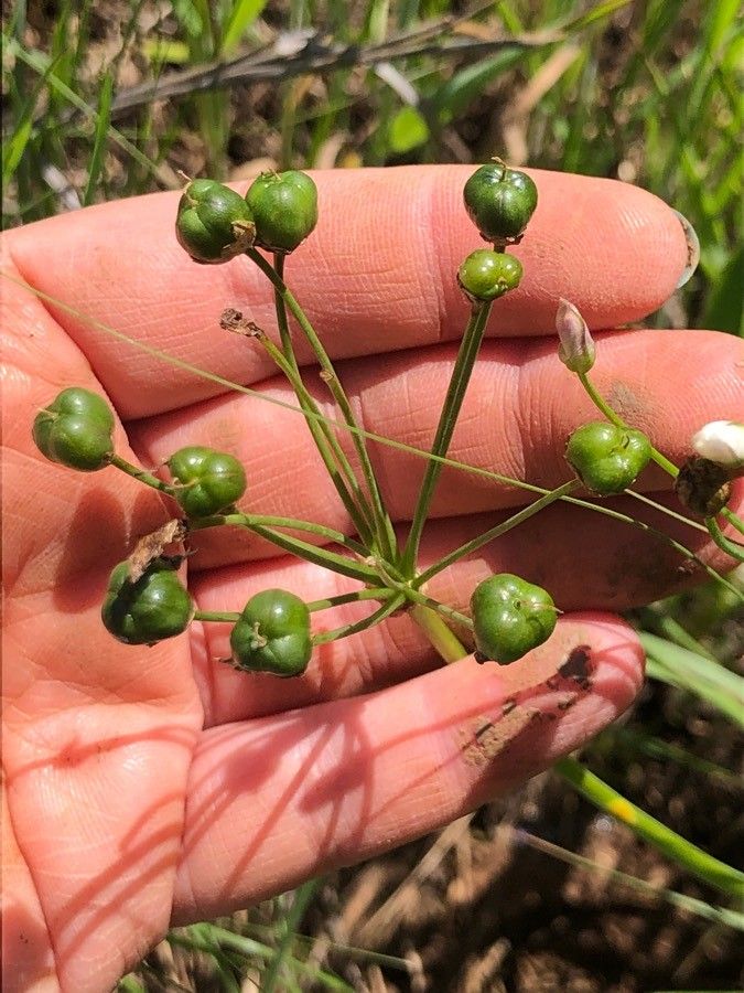 Nothoscordum bivalve fruit