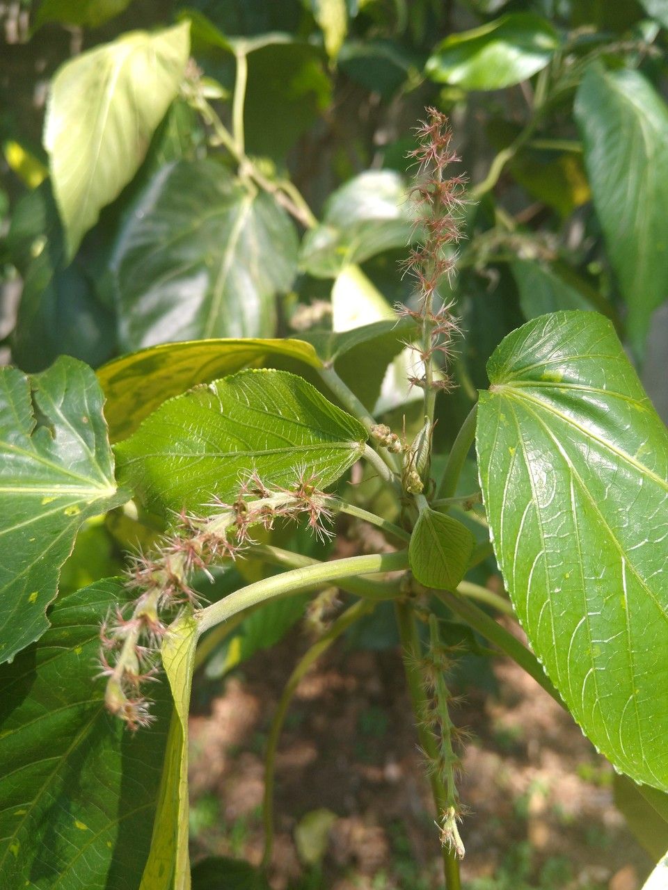 Acalypha macrostachya flower