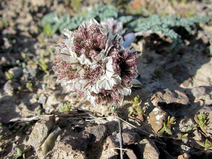 Cymopterus purpurascens habit