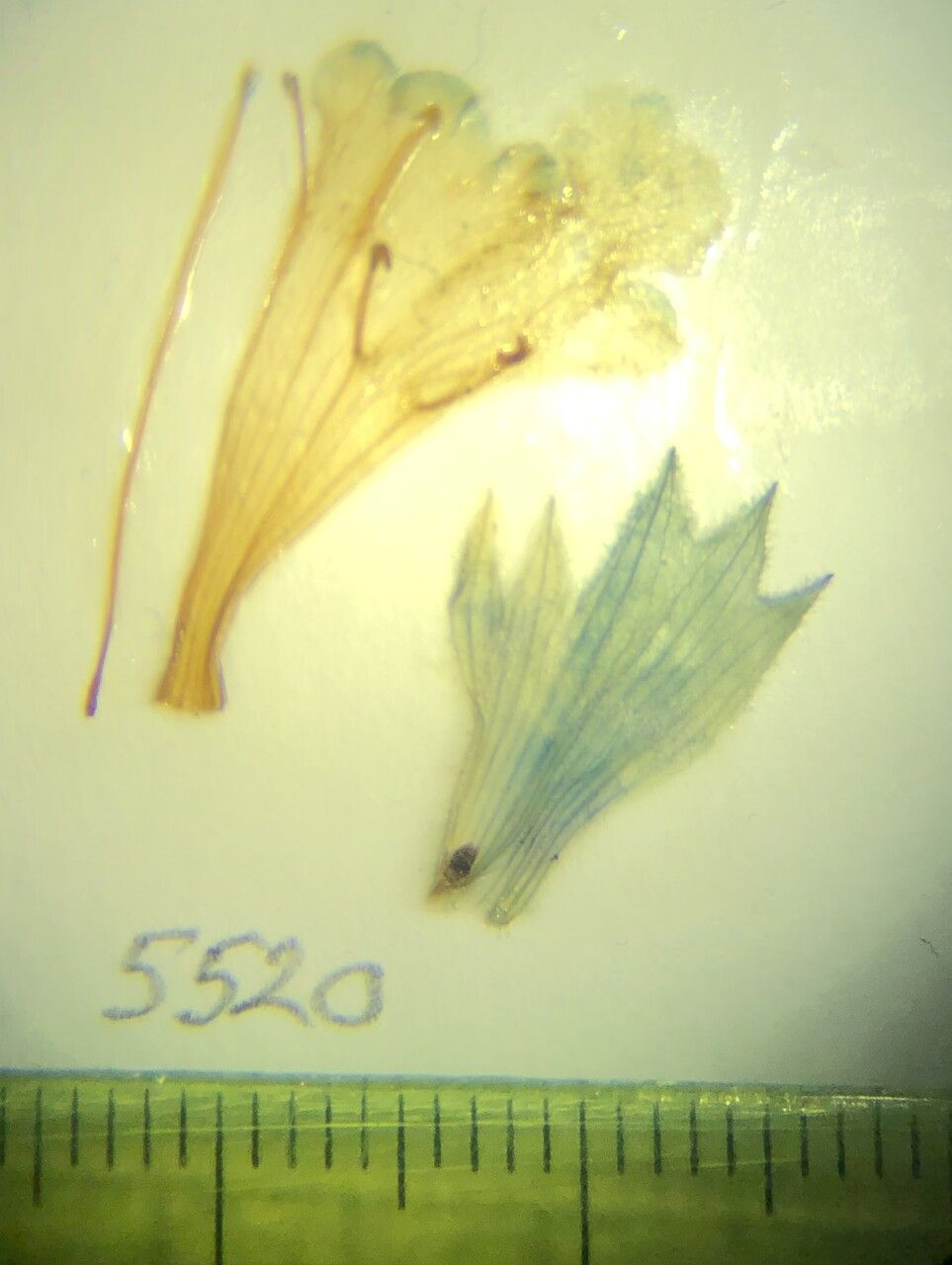 Nepeta nivalis — search result for 'Nepeta'