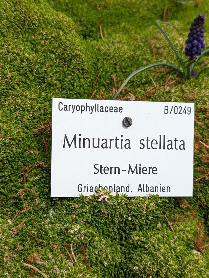 Minuartia stellata other