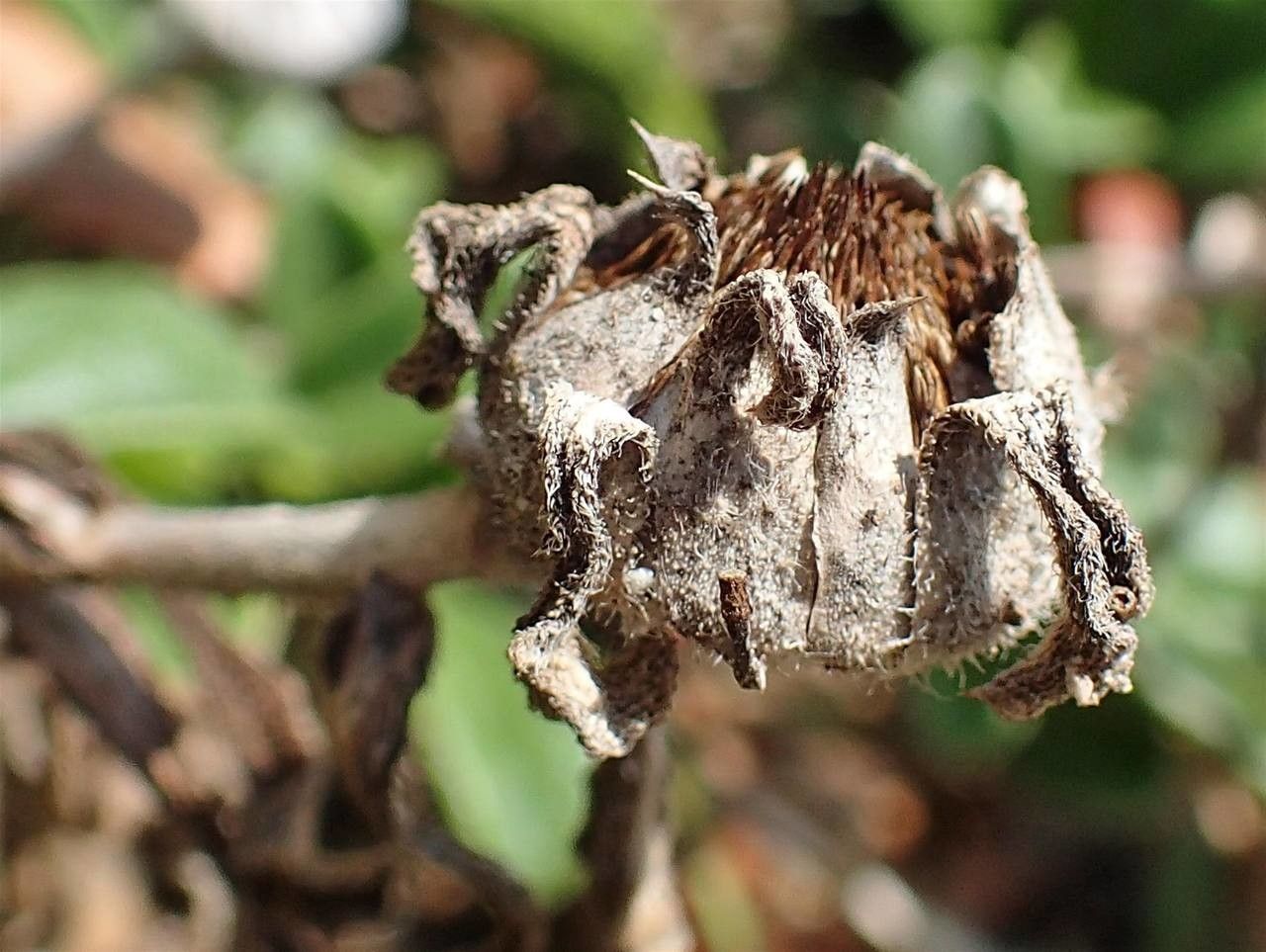 Pallenis maritima fruit