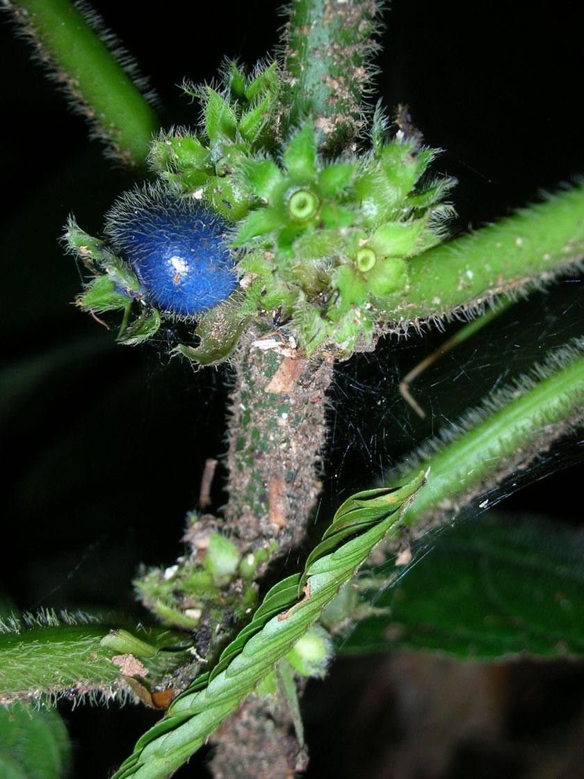 Lasianthus panamensis bark