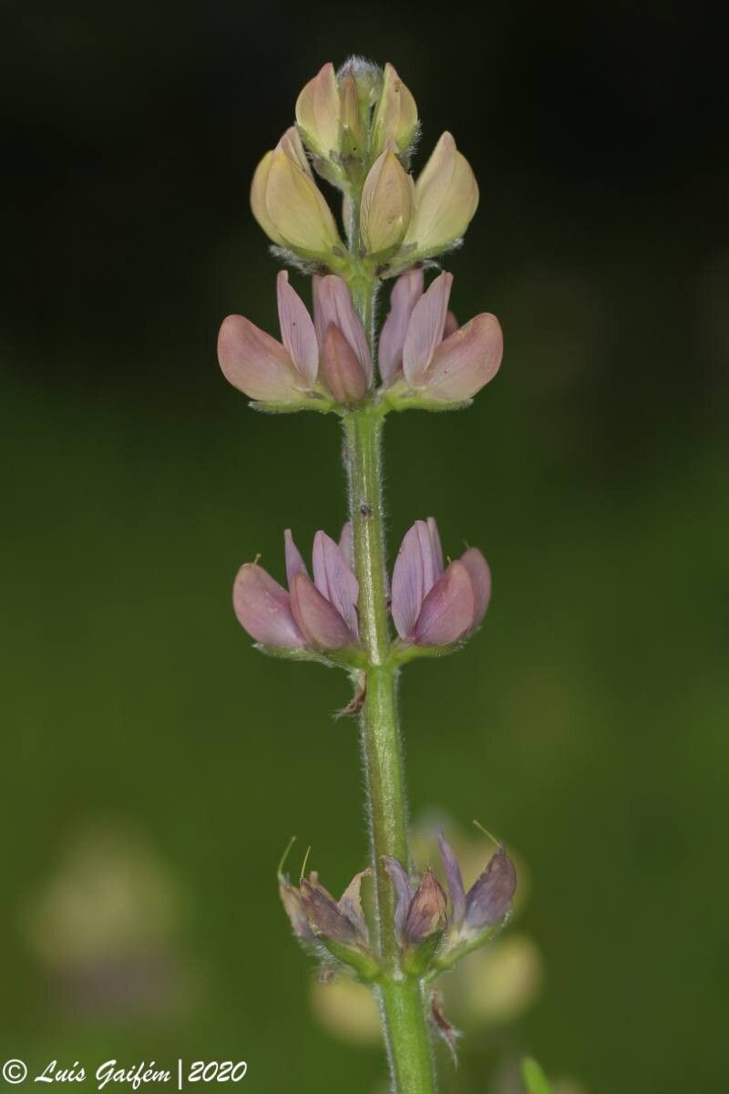 Lupinus gredensis flower