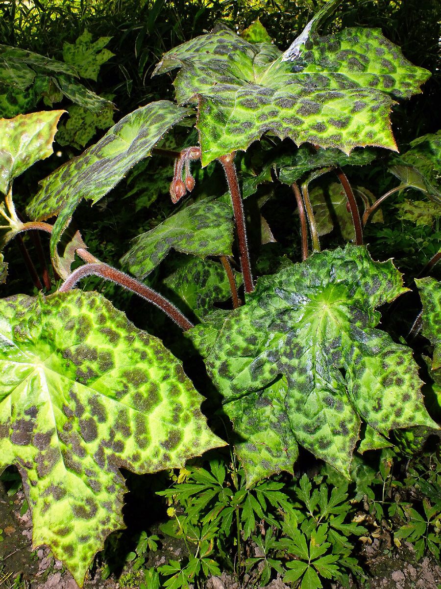 Podophyllum difforme habit