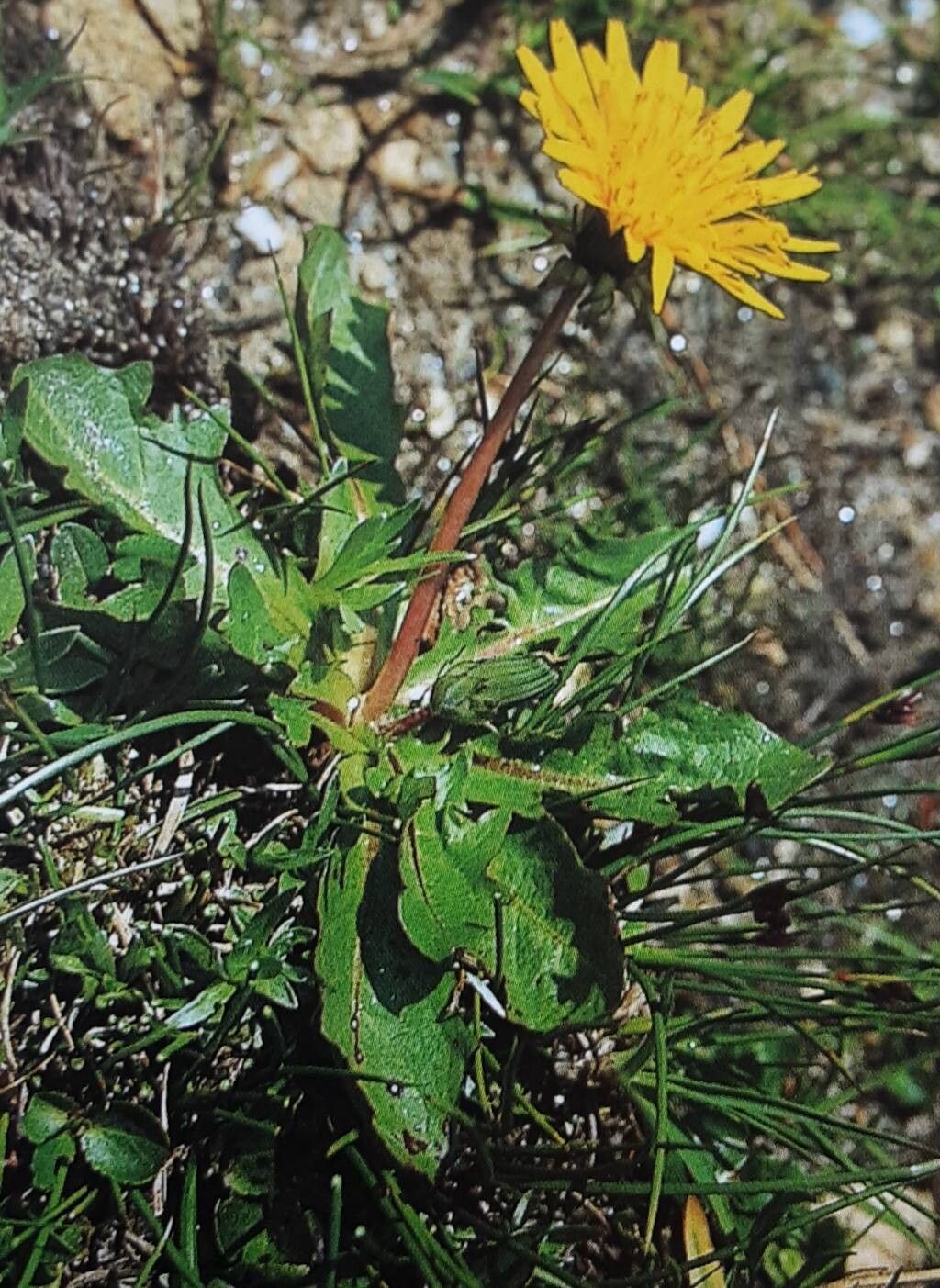 Taraxacum venustum habit