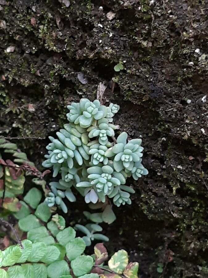 Sedum dasyphyllum leaf