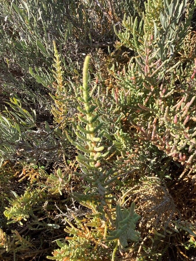 Sarcocornia fruticosa leaf
