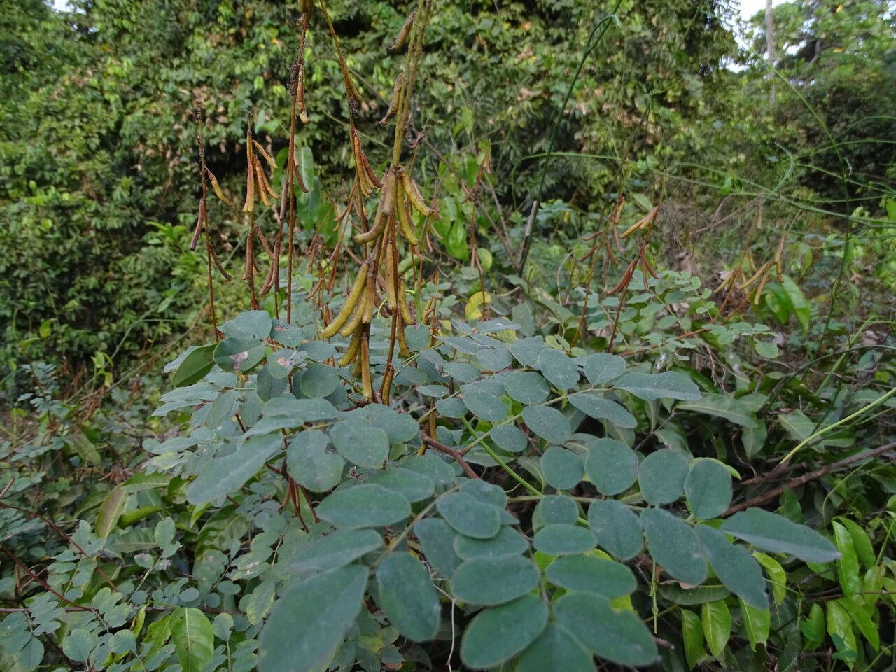 Senna podocarpa habit