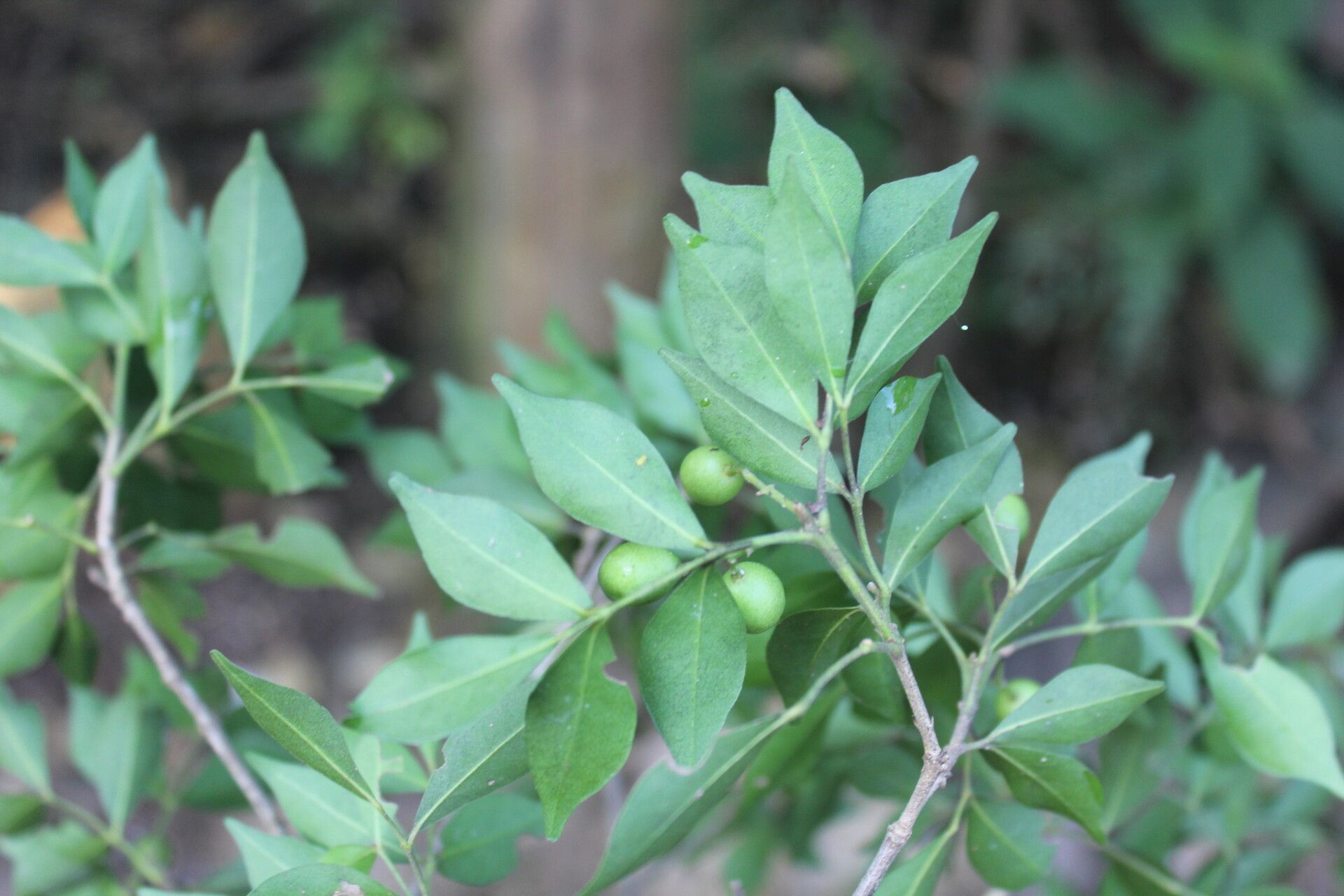 Amyris sylvatica fruit