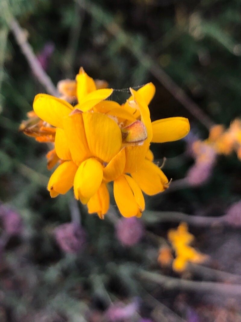 Adenocarpus complicatus flower