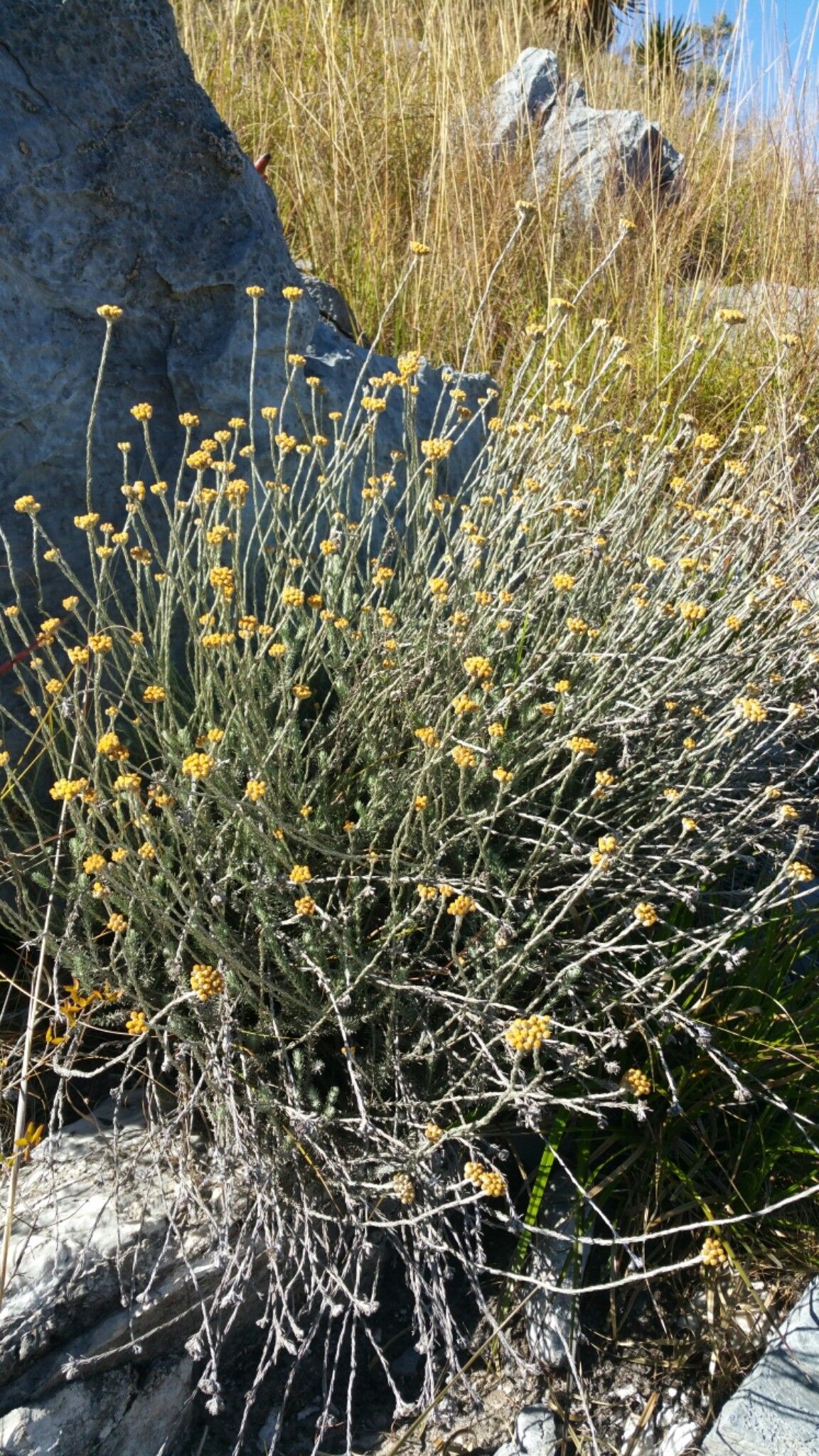 Helichrysum lecomtei habit